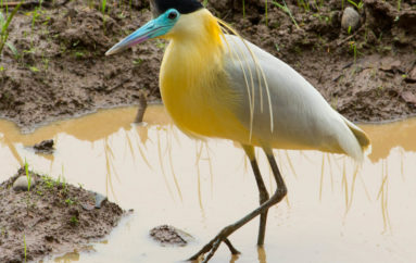 PANAMÁ , LISTA PARA CONTAR AVES GLOBAL BIG DAY