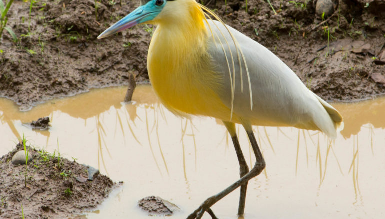 PANAMÁ , LISTA PARA CONTAR AVES GLOBAL BIG DAY