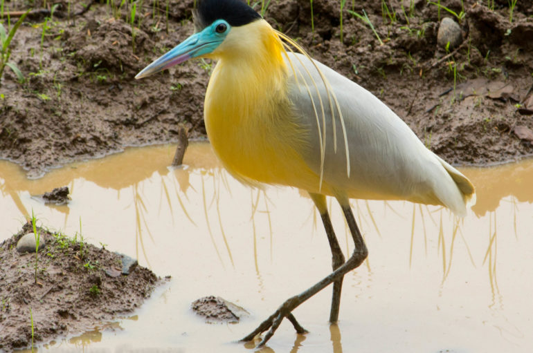 PANAMÁ , LISTA PARA CONTAR AVES GLOBAL BIG DAY