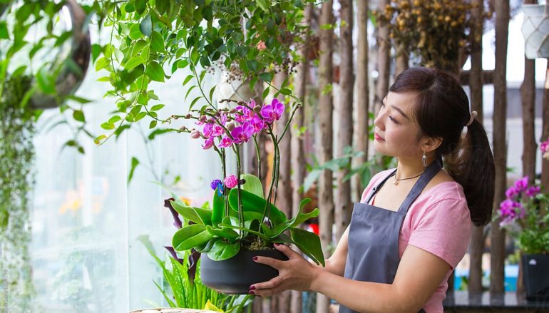 SABIAS QUE LAS PLANTAS  TE AYUDAN A TENER ARMONÍA