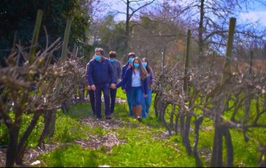 Desde Chile llegan a Panamá viñas y productores de frutas del mas alto nivel