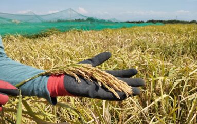 Graterol explicó que Panamá es uno de los países con mayor consumo por cápita de arroz en América Latina.