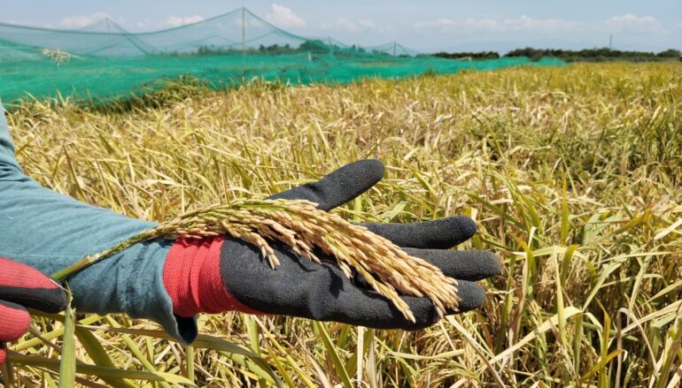 Graterol explicó que Panamá es uno de los países con mayor consumo por cápita de arroz en América Latina.