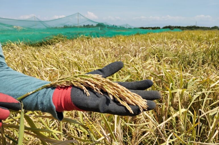 ENCUENTRO EN PANAMA ELEVAN DEBATE PARA PRODUCCIÓN SOSTENIBLE DE ARROZ EN AMÉRICA LATINA